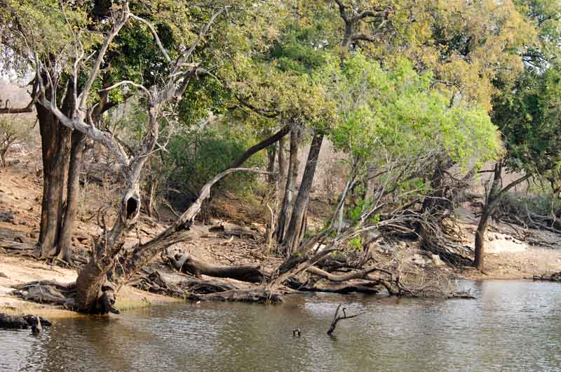 12 - Botswana - parque nacional de Chobe - paisaje